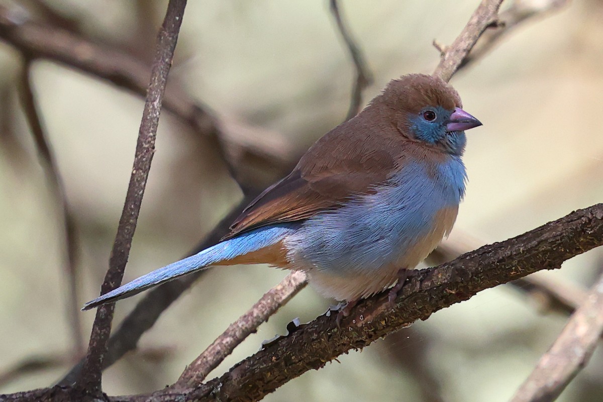 Red-cheeked Cordonbleu - ML647754315