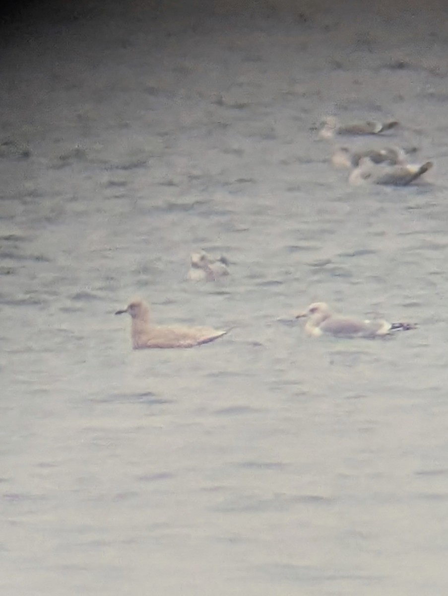 Iceland Gull (kumlieni) - ML647754316