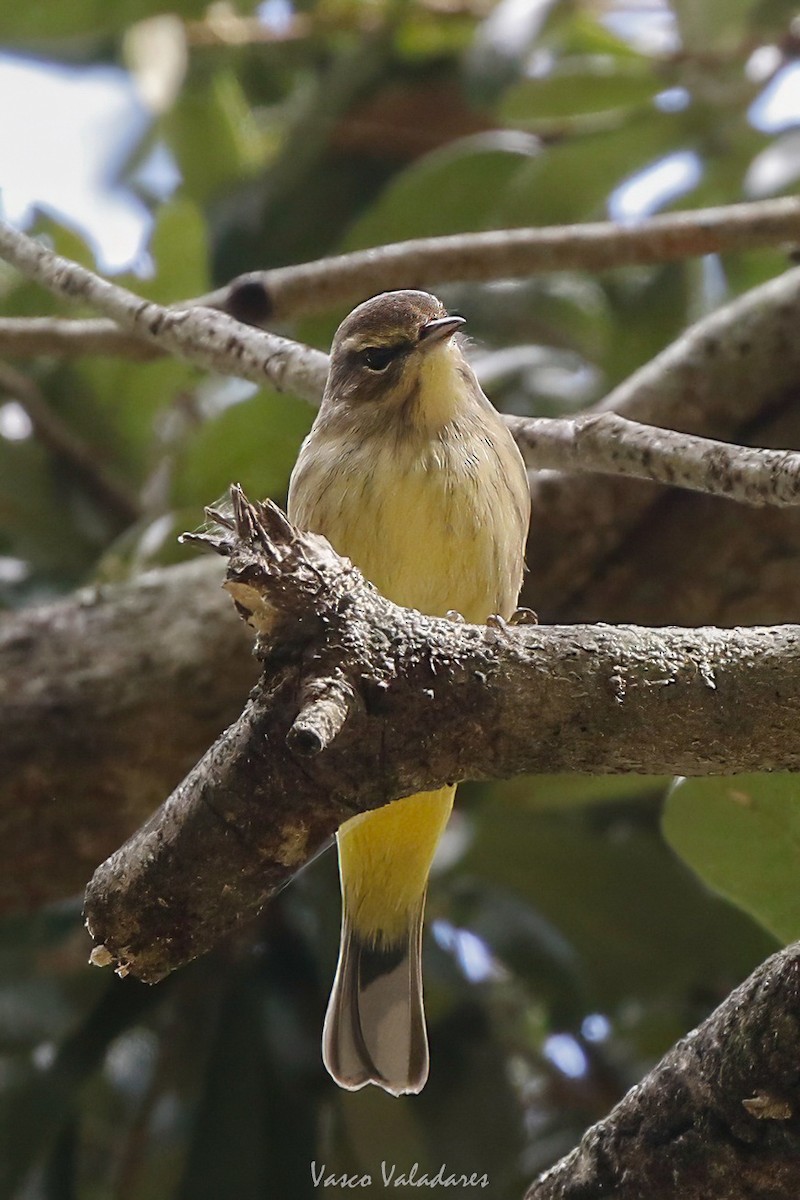 Palm Warbler - ML647754317