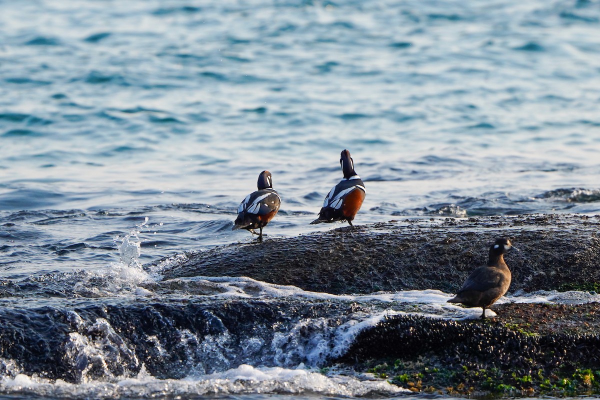 Ahate arlekina - ML647754335