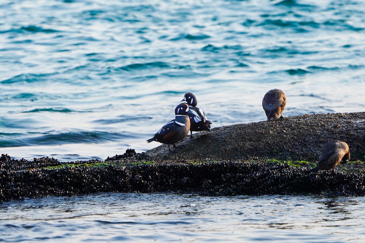 Ahate arlekina - ML647754336