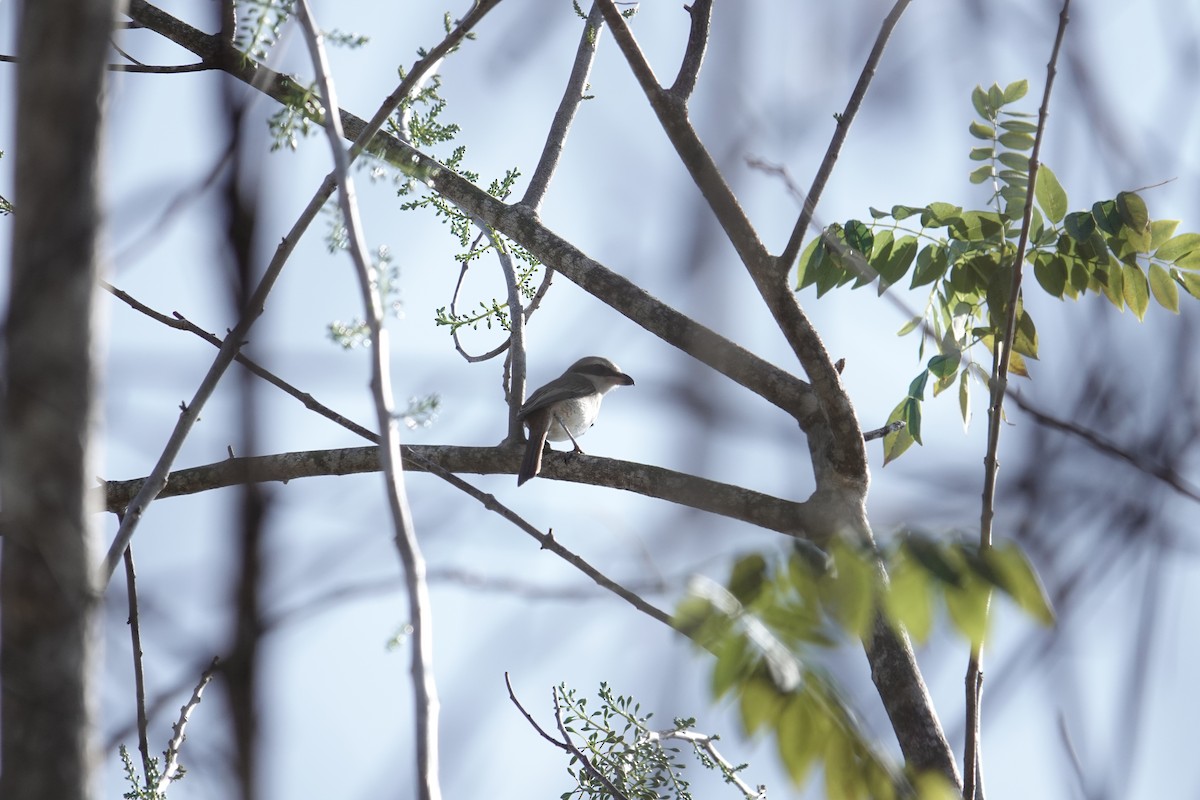 Alcaudón Pardo (cristatus/confusus) - ML647754346