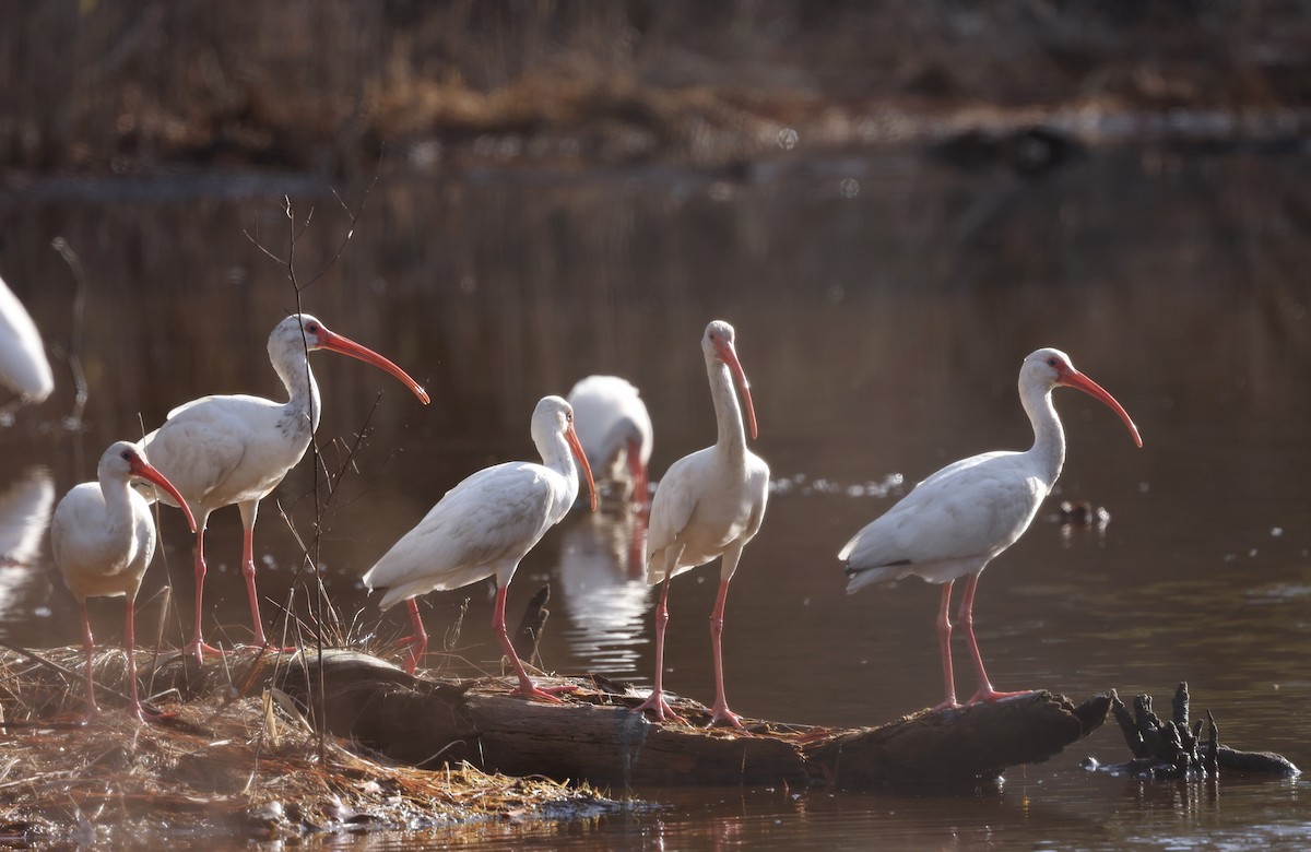 Corocoro Blanco - ML647754347