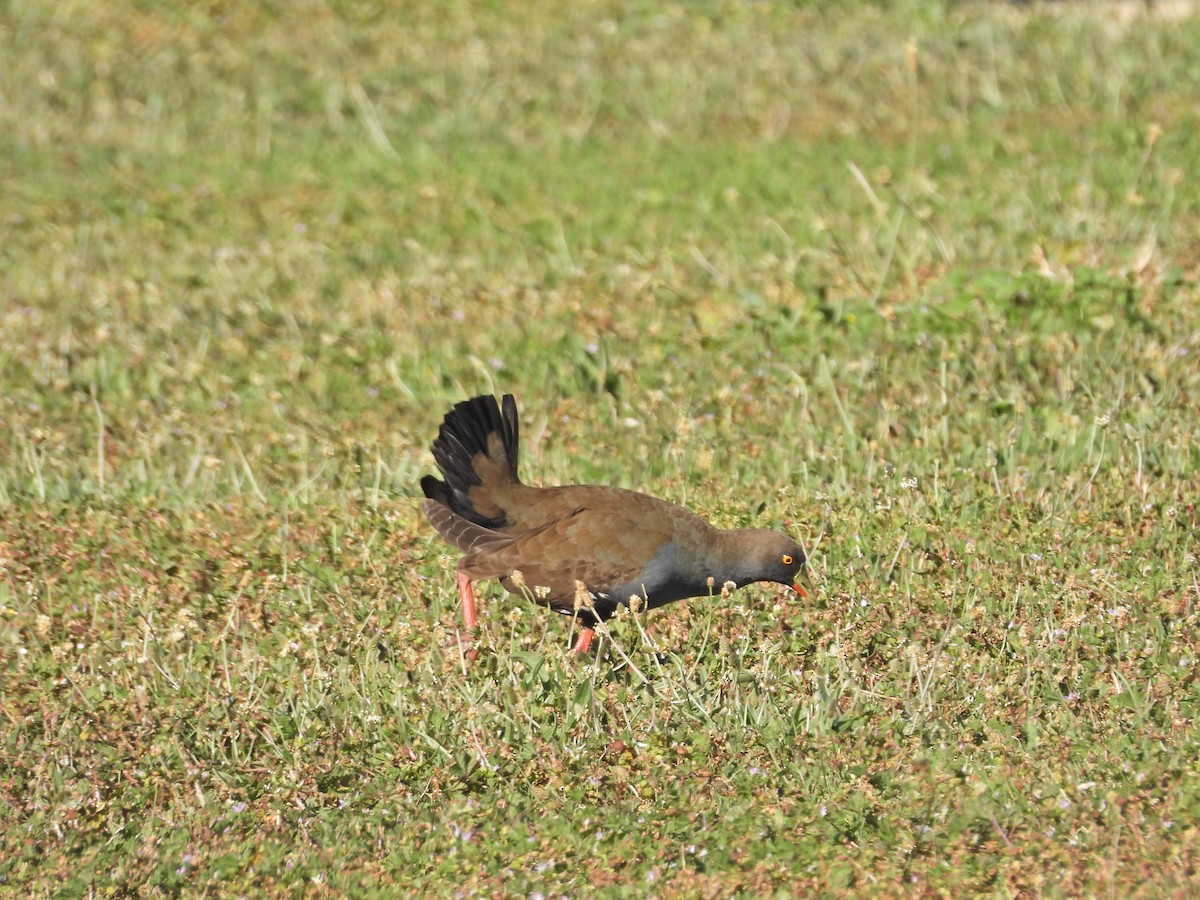 Gallineta Patirroja - ML647754350