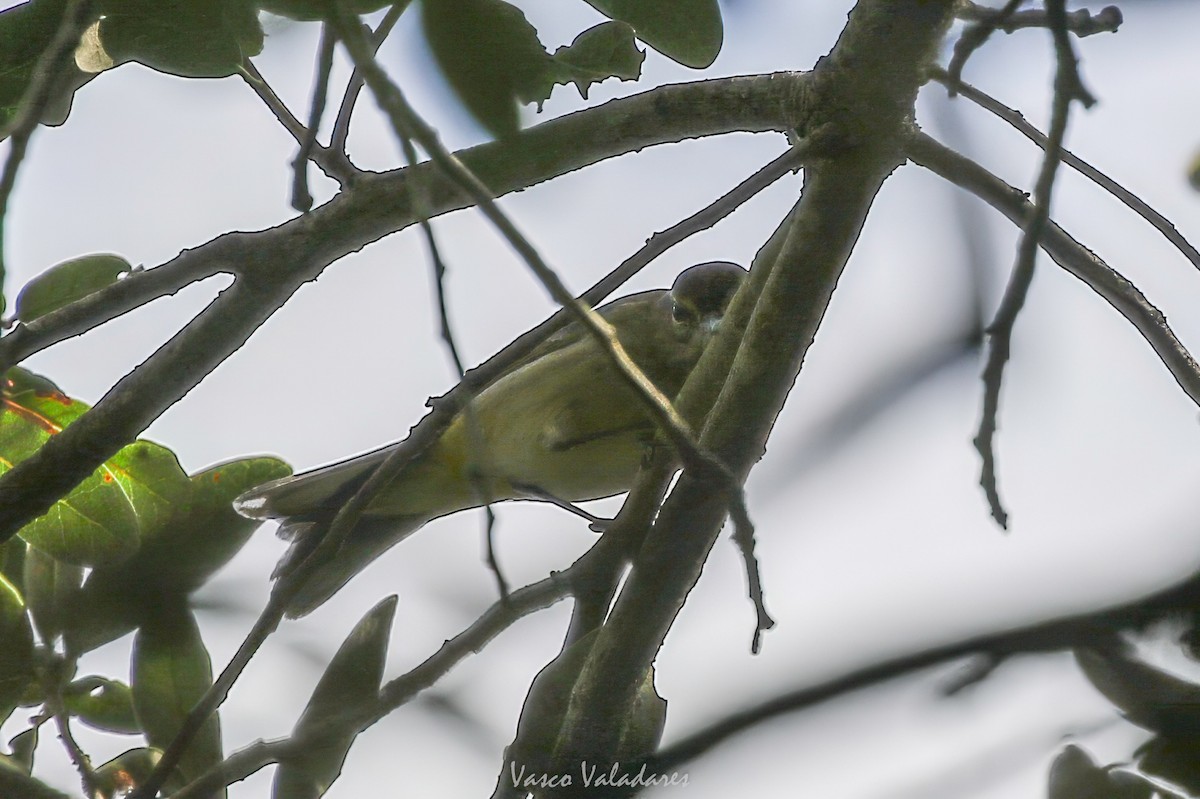 Reinita Palmera - ML647754359