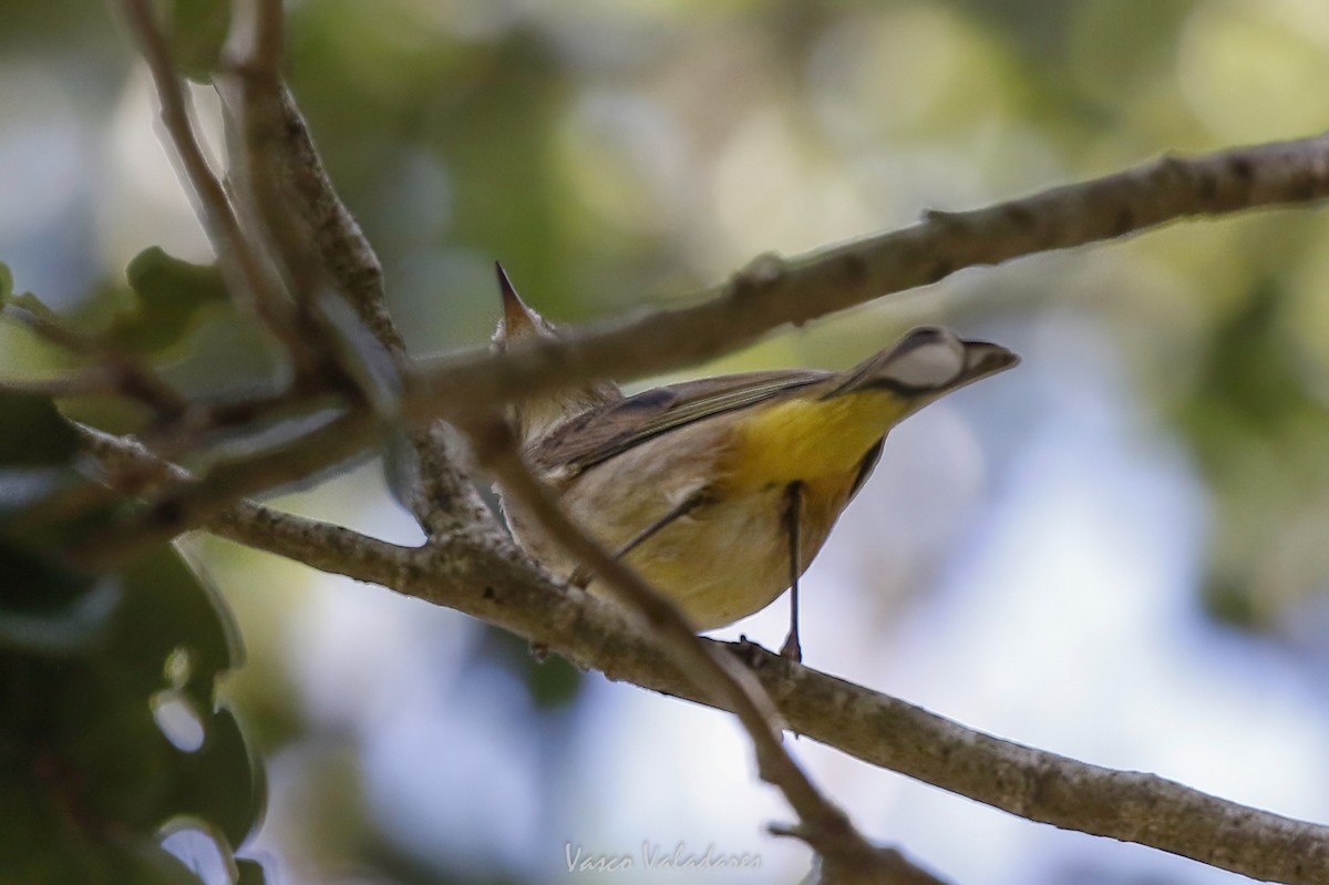 Reinita Palmera - ML647754361