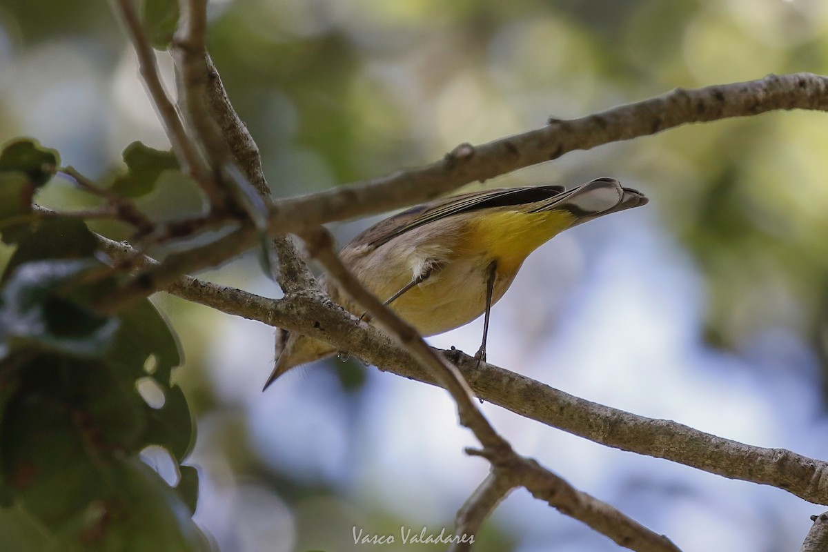 Reinita Palmera - ML647754362