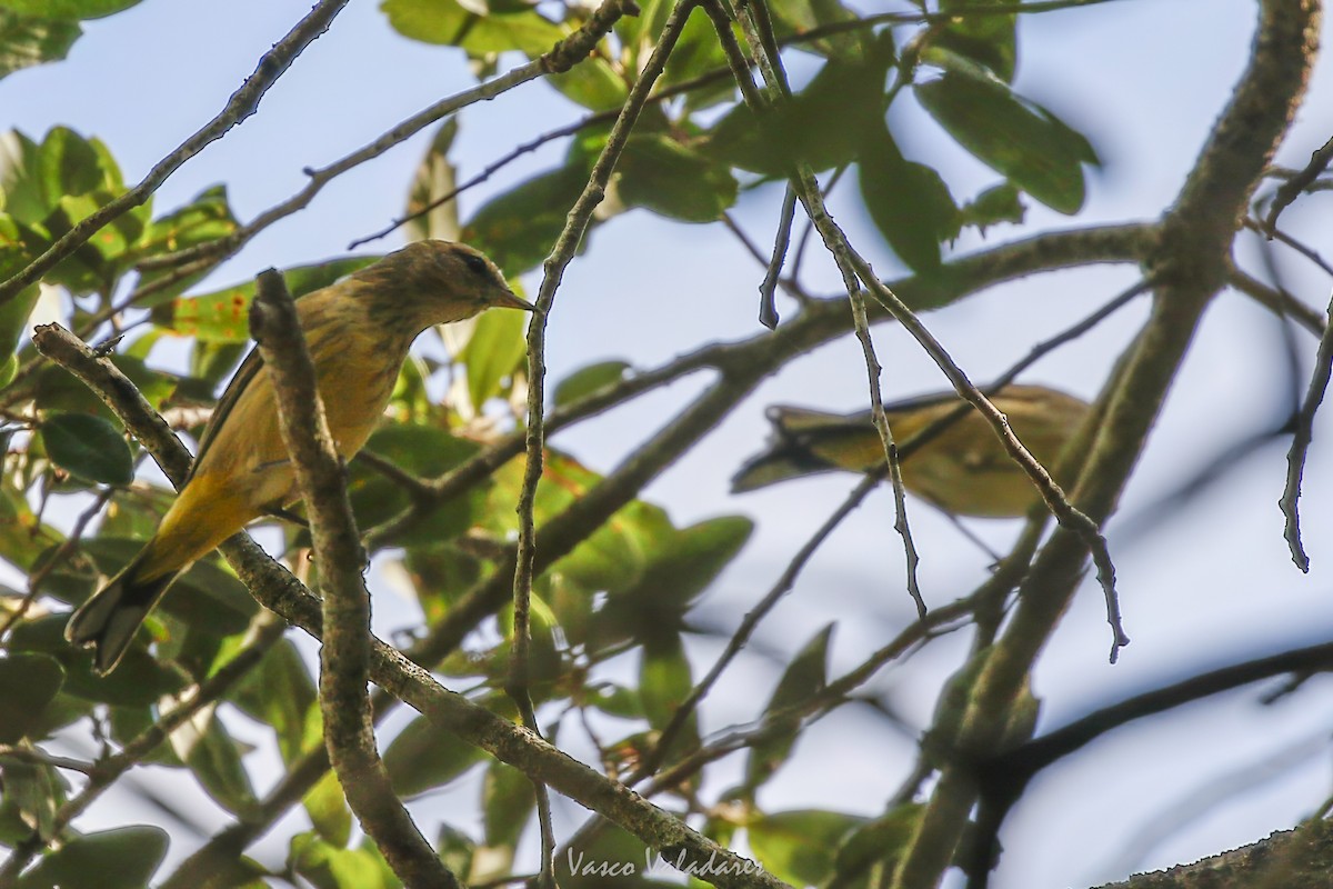 Reinita Palmera - ML647754365