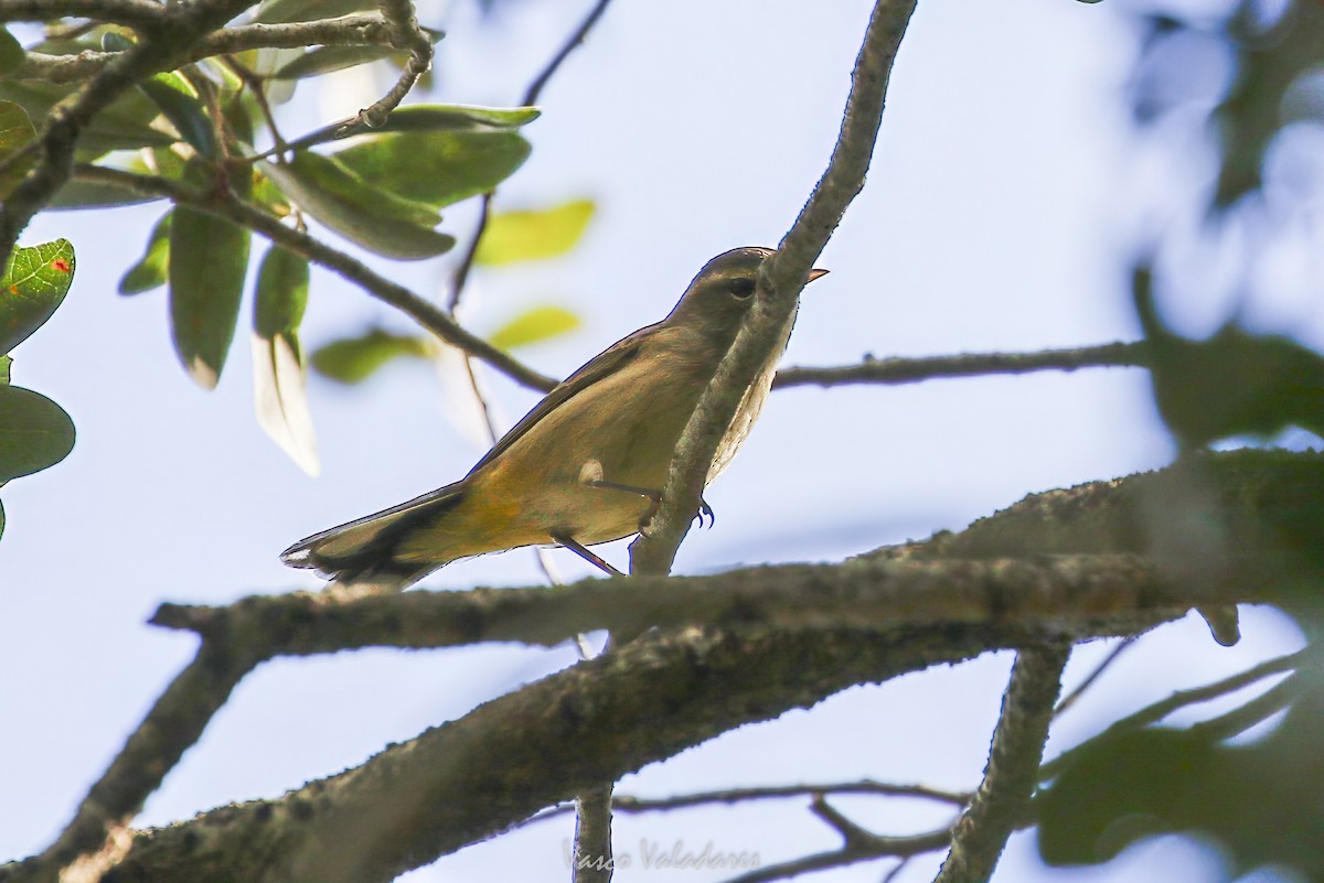 Reinita Palmera - ML647754366