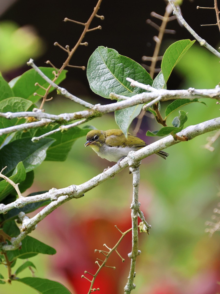 Anteojitos Frentinegro - ML647754367