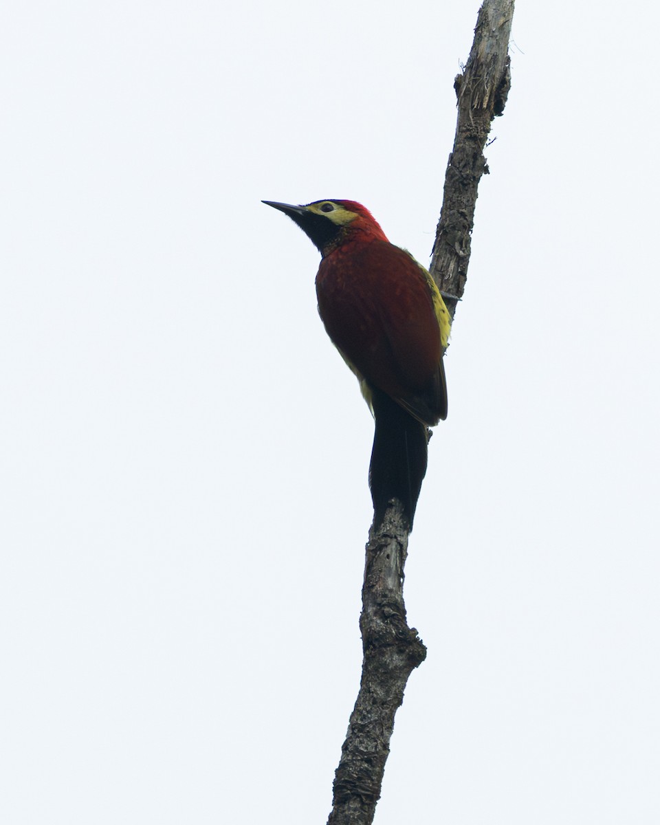 Carpintero Candela - ML647754373