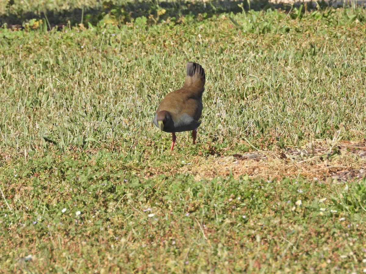 Gallineta Patirroja - ML647754374