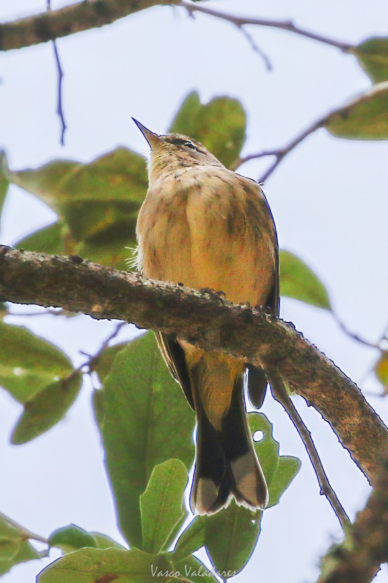 Reinita Palmera - ML647754376