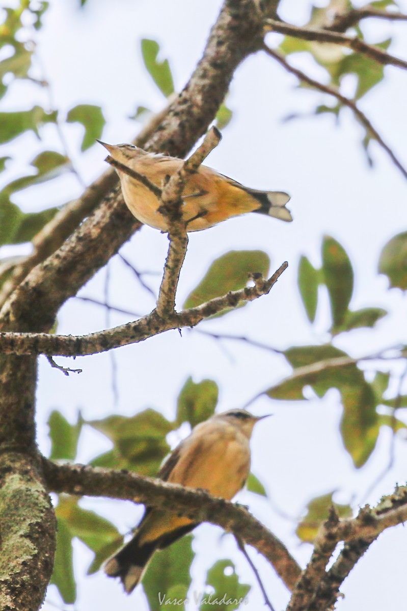 Reinita Palmera - ML647754378