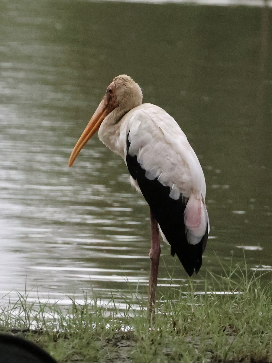 Tántalo Malayo - ML647754381