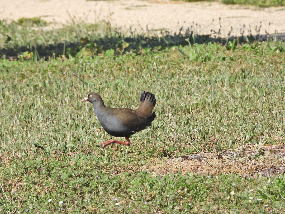 Gallineta Patirroja - ML647754382