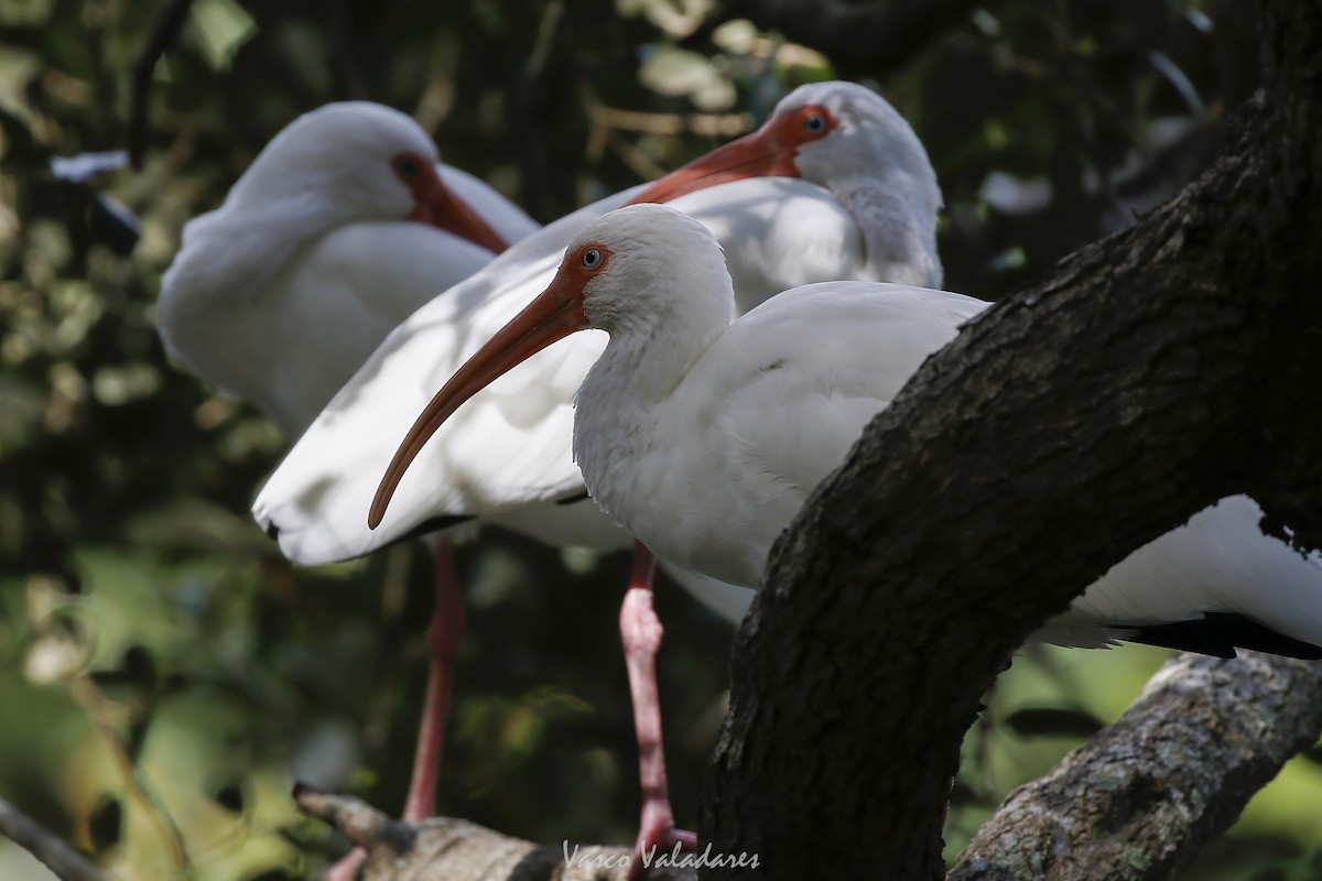 Corocoro Blanco - ML647754384