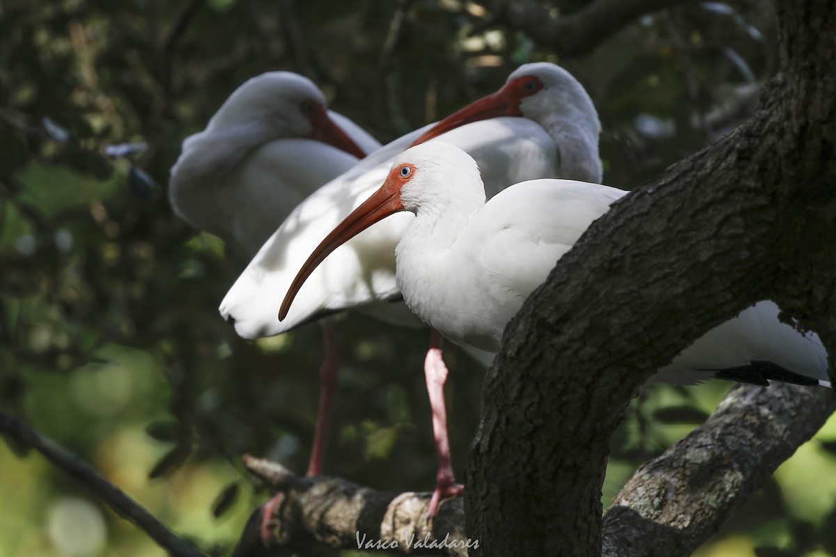 Corocoro Blanco - ML647754385