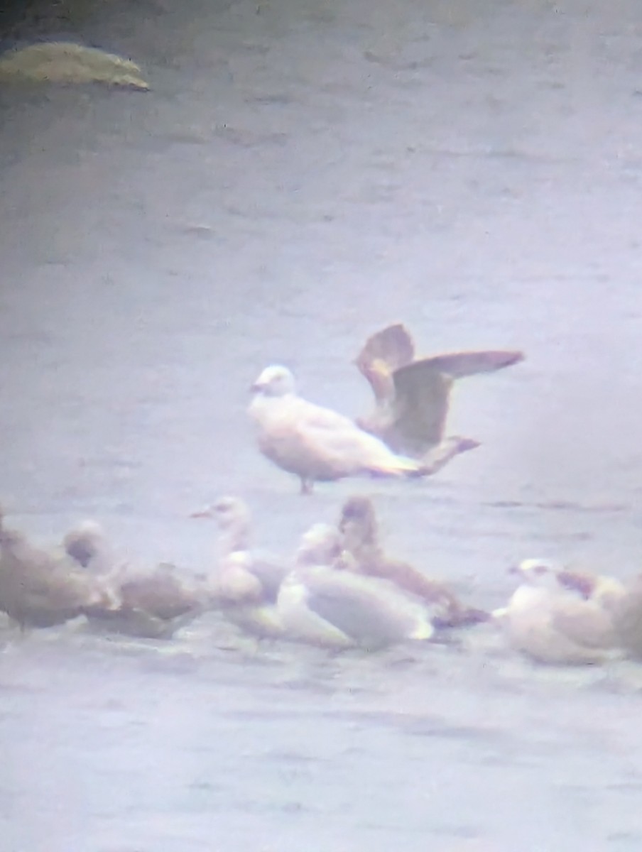 Gaviota Groenlandesa - ML647754386