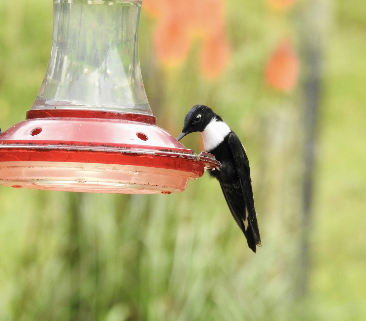 Inca Acollarado - ML647754387