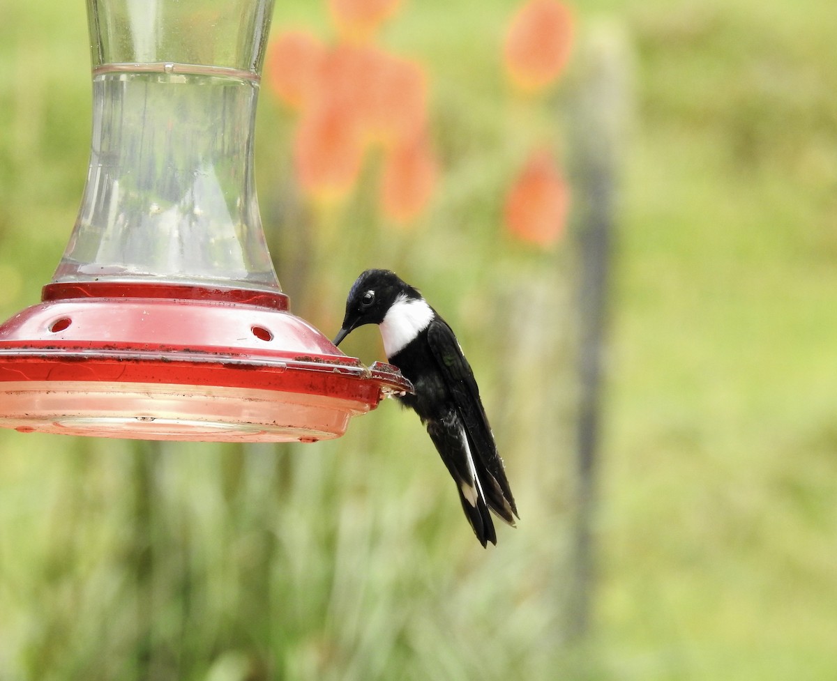 Inca Acollarado - ML647754388