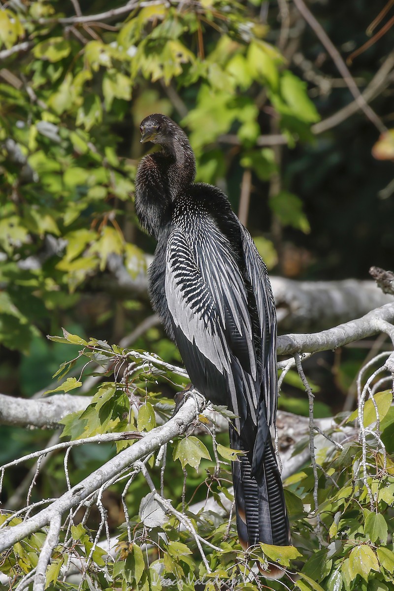 Anhinga Americana - ML647754389