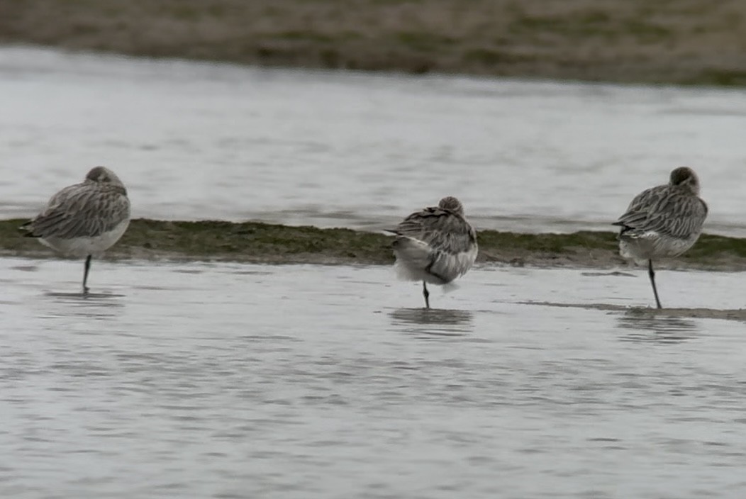 Aguja Colipinta - ML647754390