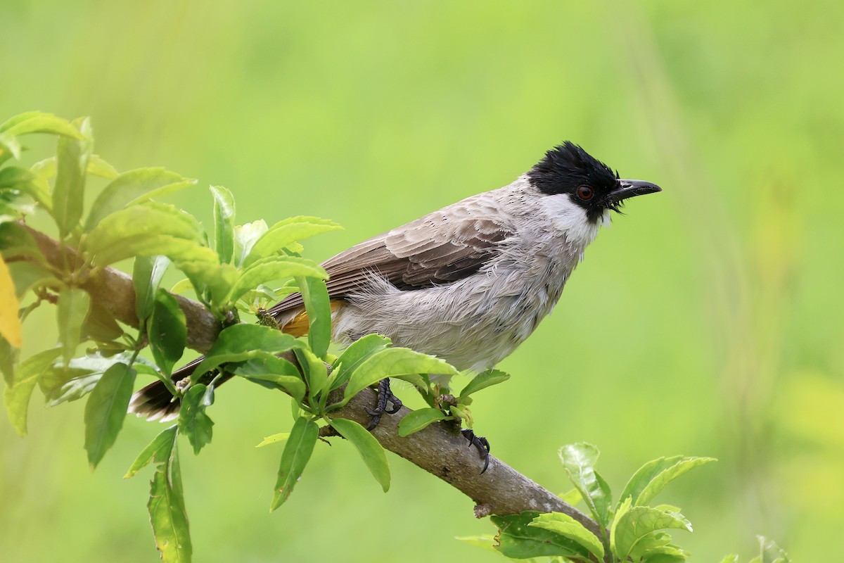 Bulbul Ventridorado - ML647754391