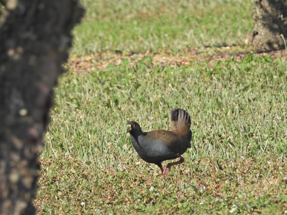 Gallineta Patirroja - ML647754392