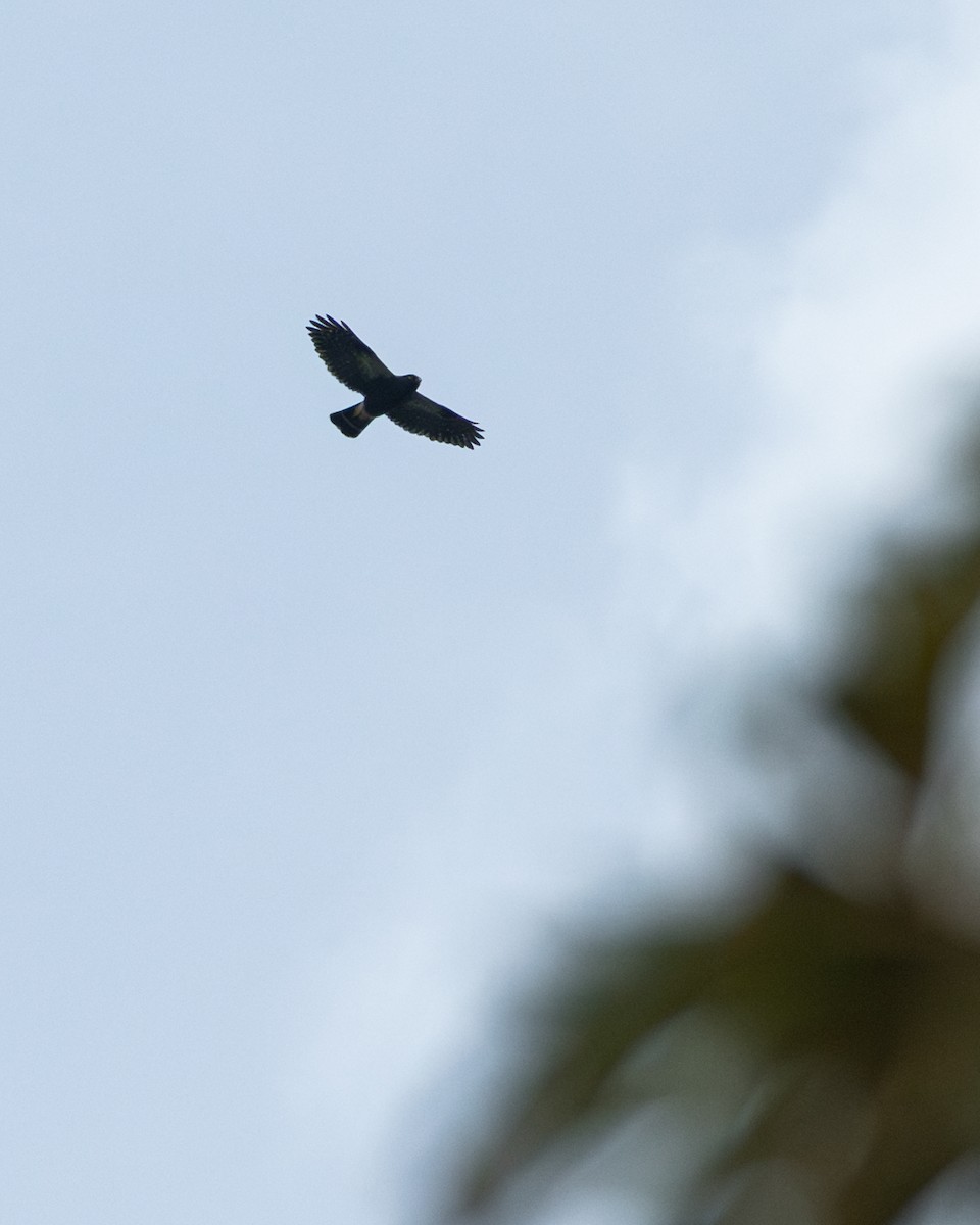 Busardo Culiblanco - ML647754393