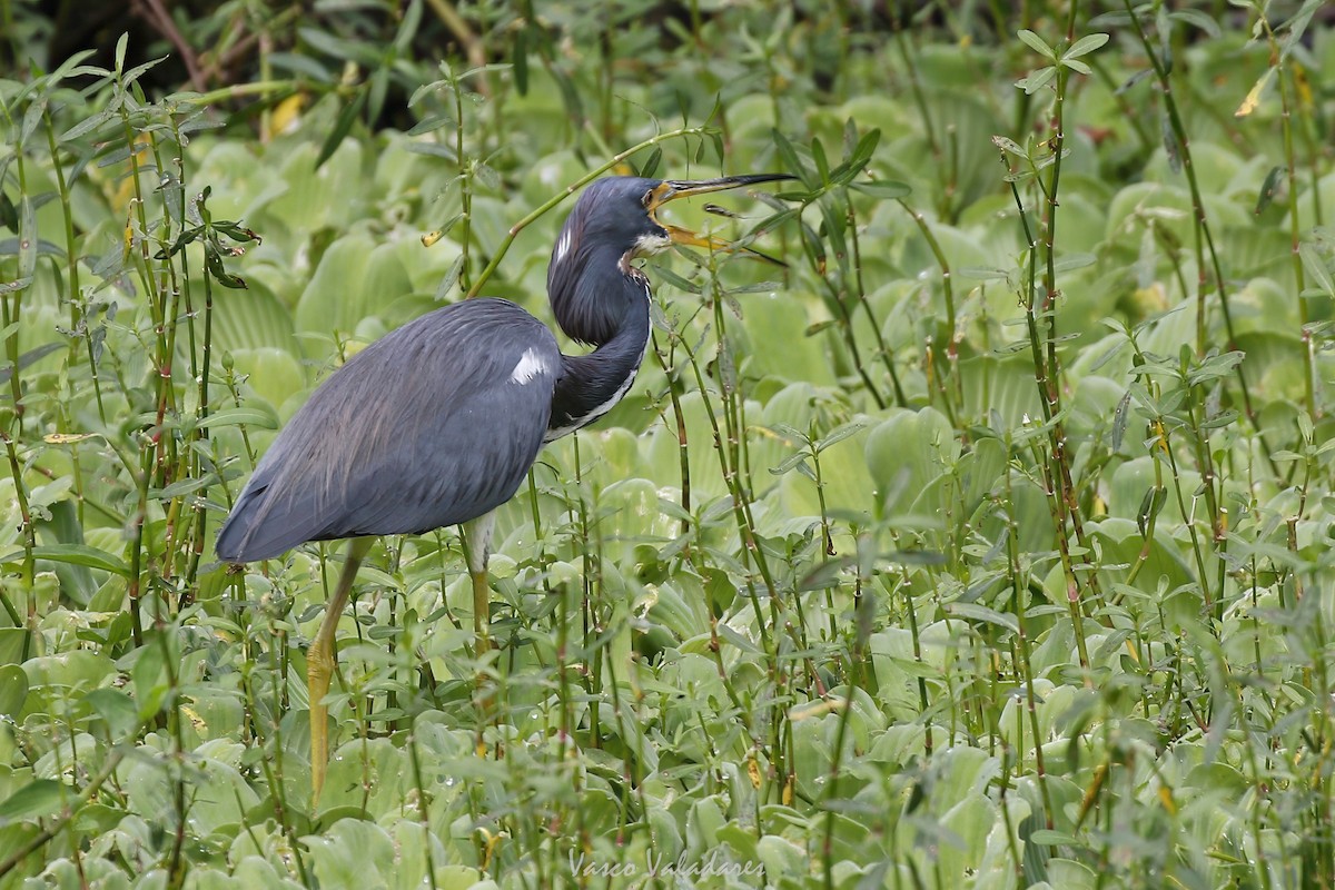 Garceta Azul - ML647754394