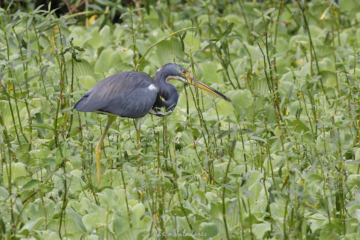 Garceta Azul - ML647754395