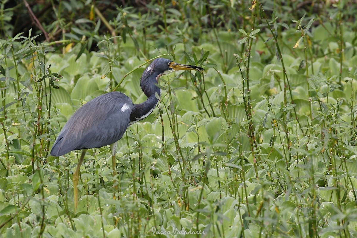 Garceta Azul - ML647754396