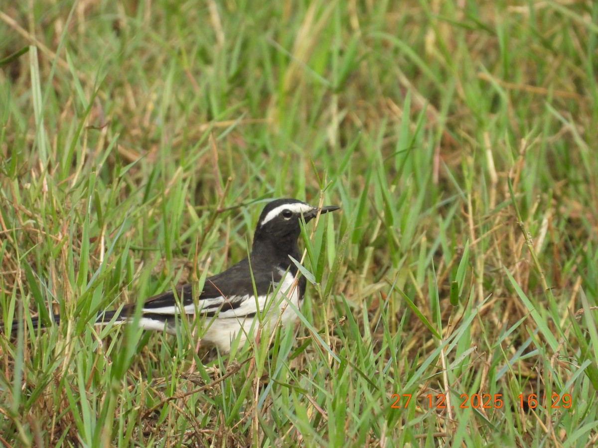 White-browed Wagtail - ML647754400