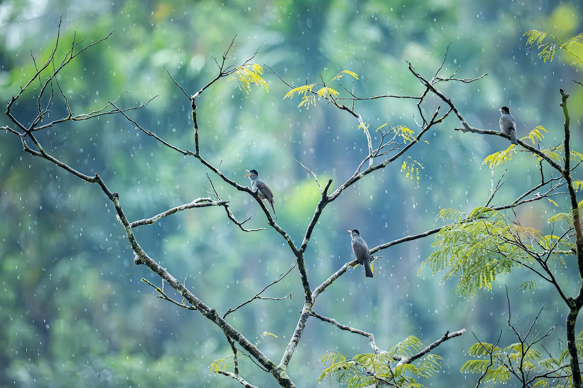 Bulbul des Ghats - ML647754457