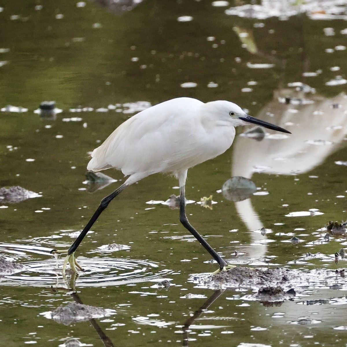 Aigrette garzette - ML647754459