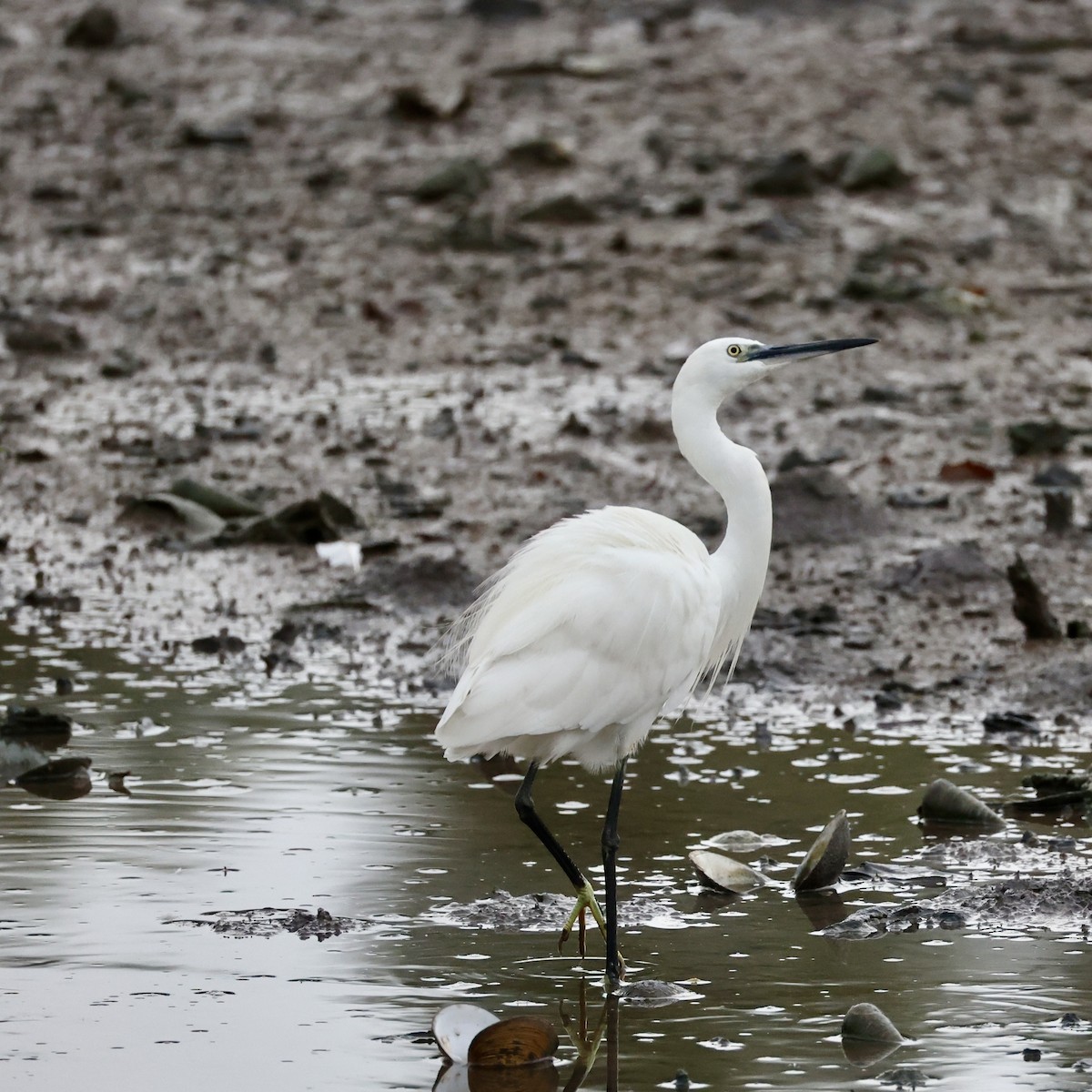 Aigrette garzette - ML647754462