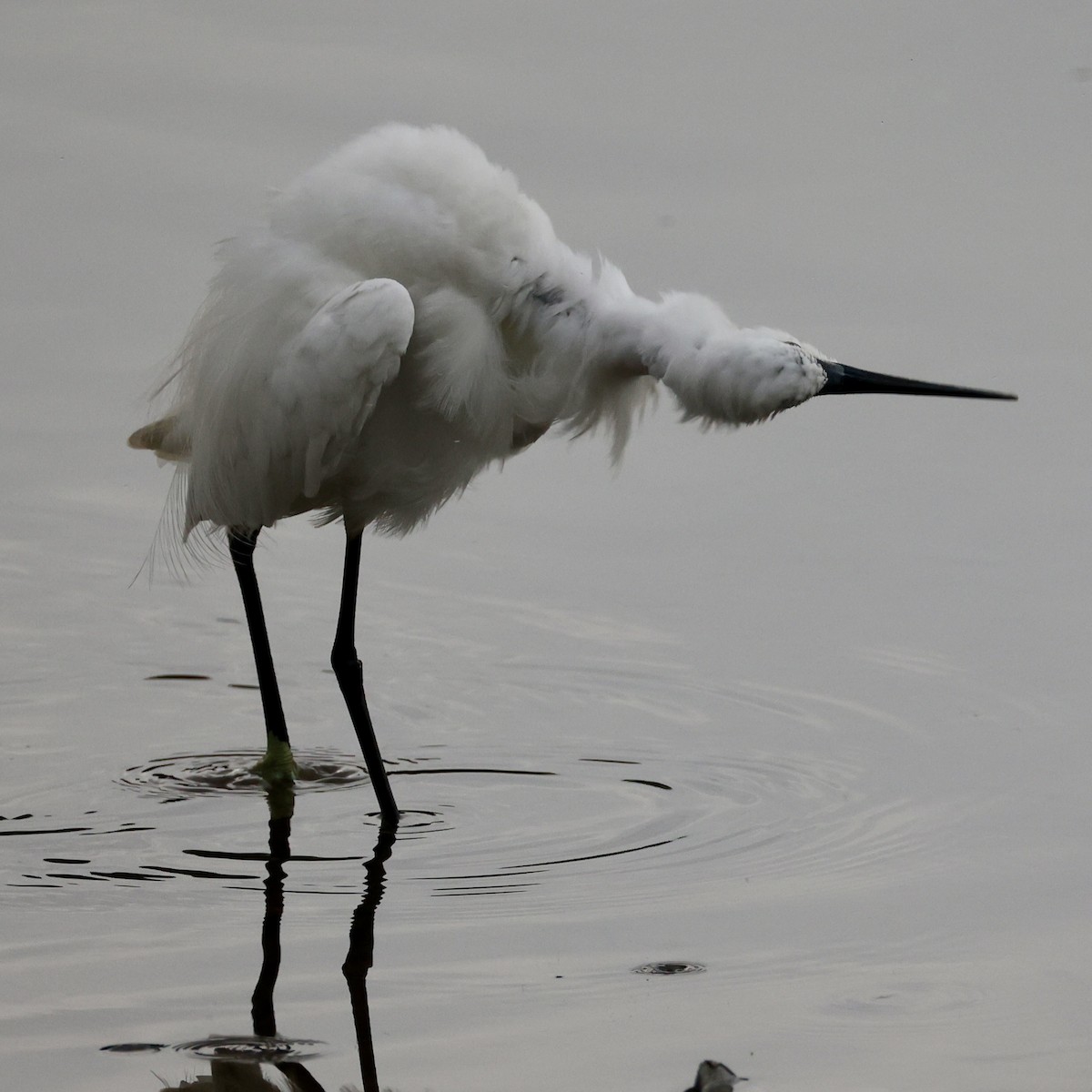 Aigrette garzette - ML647754463