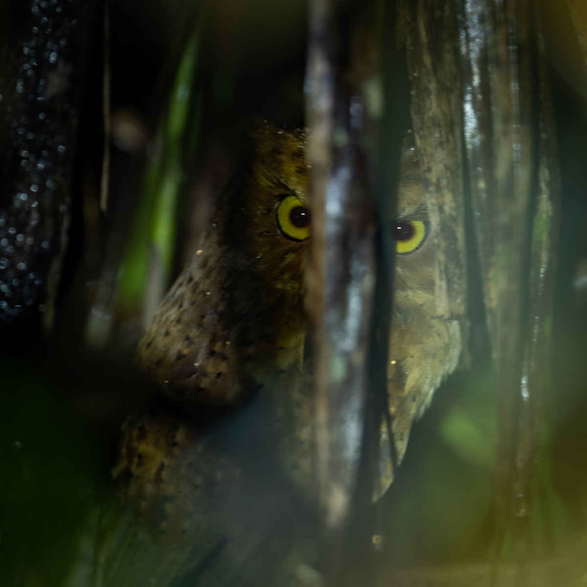 Petit-duc de Sérendip - ML647754467