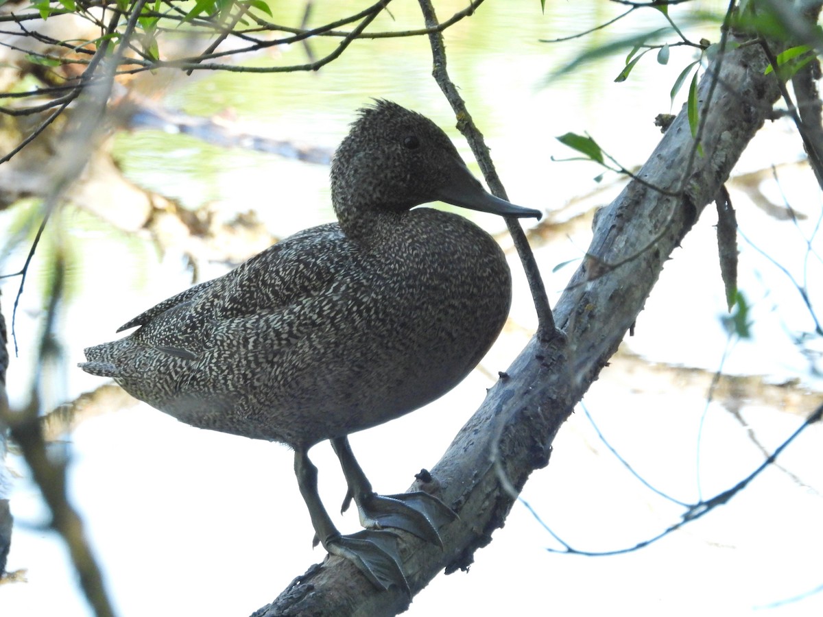 Stictonette tachetée - ML647754468