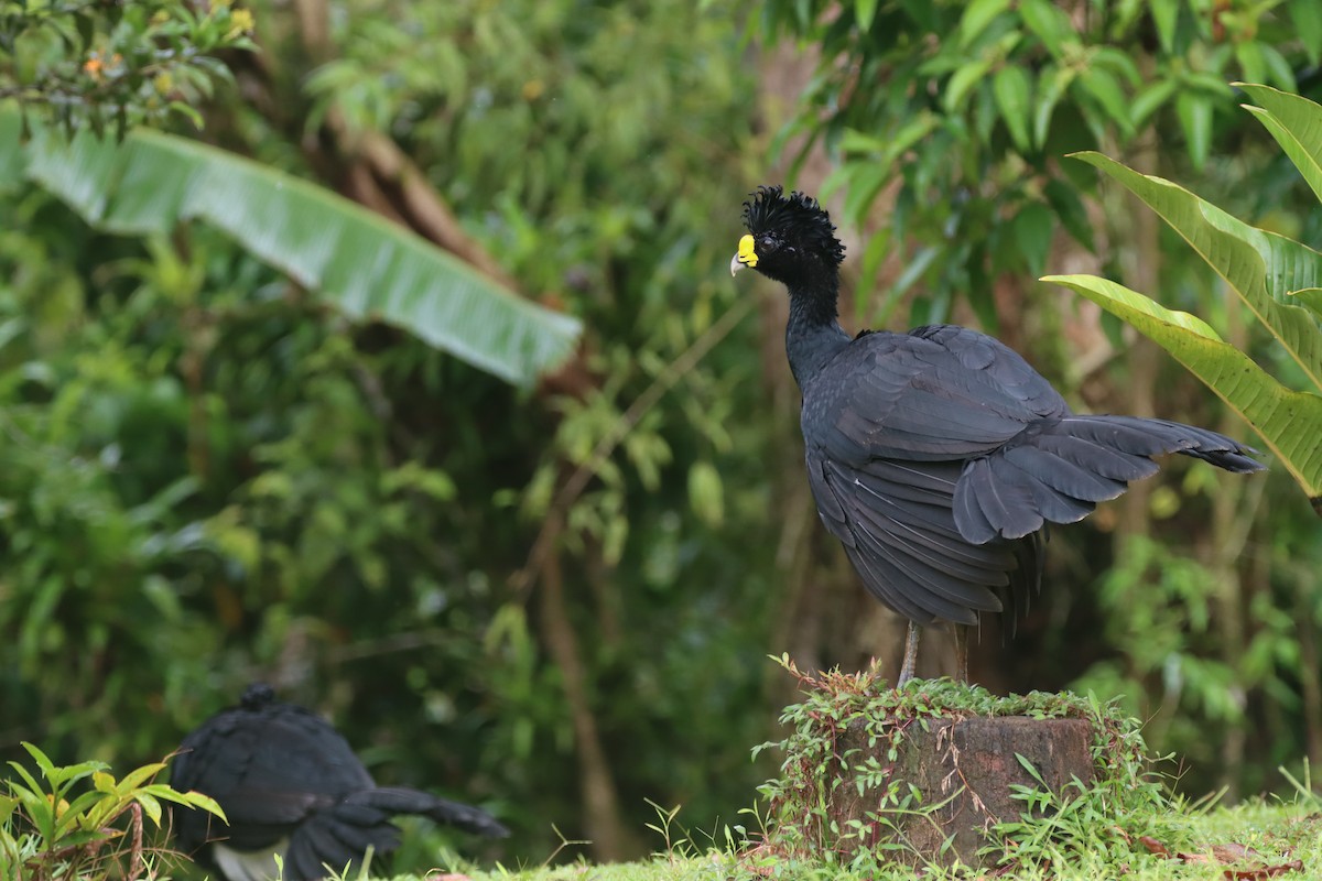 Grand Hocco - ML647754469