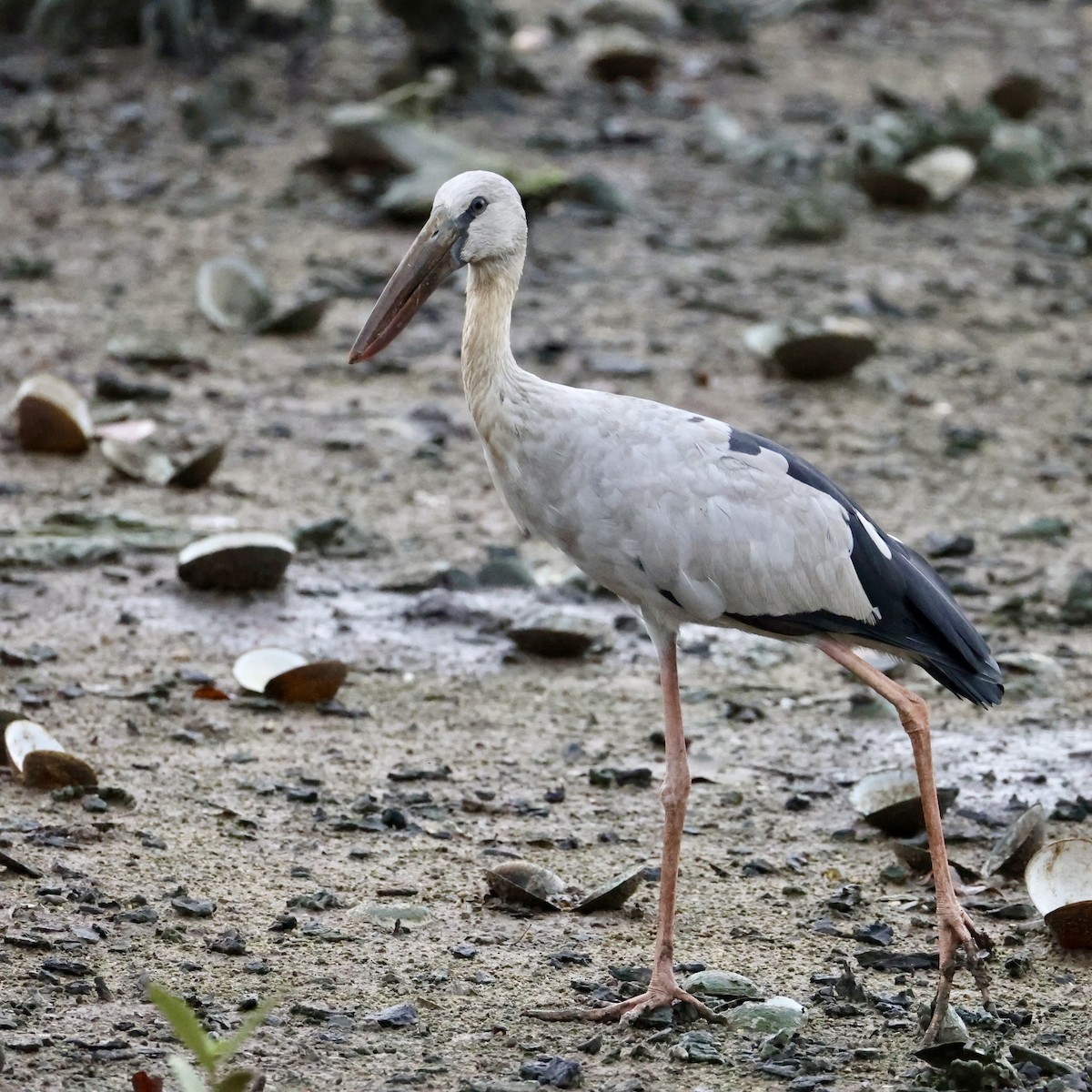 Bec-ouvert indien - ML647754472