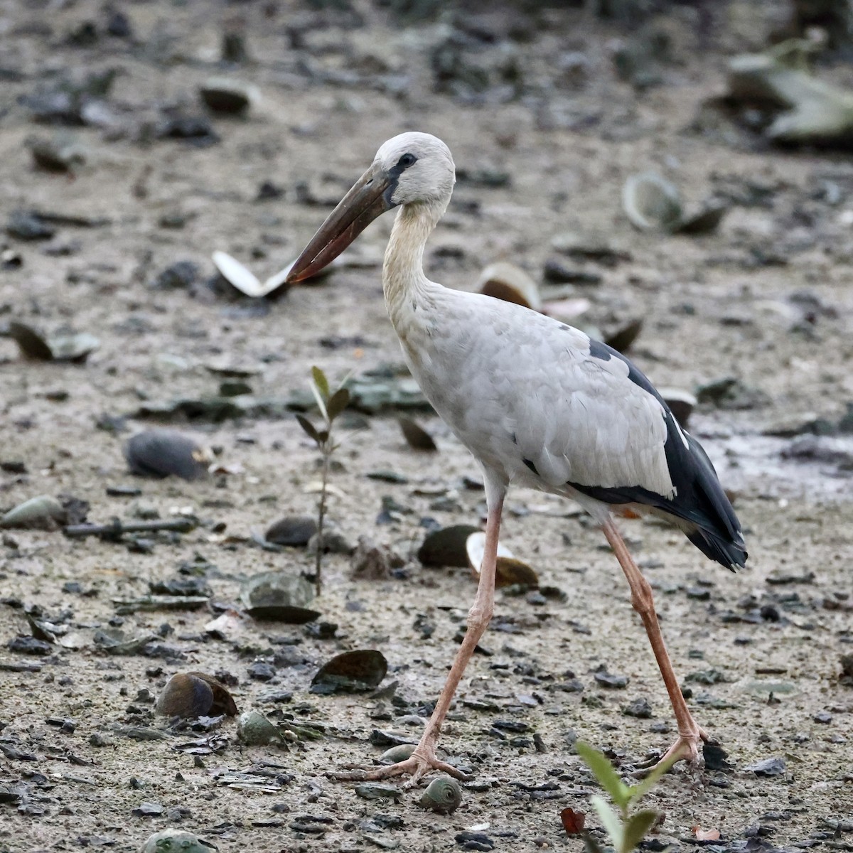 Bec-ouvert indien - ML647754474