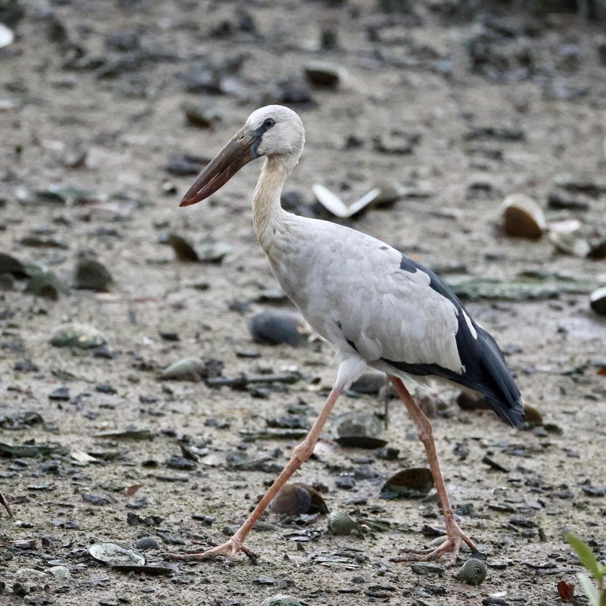 Bec-ouvert indien - ML647754475