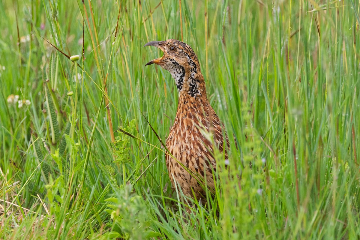 Francolin d'Archer - ML647754478