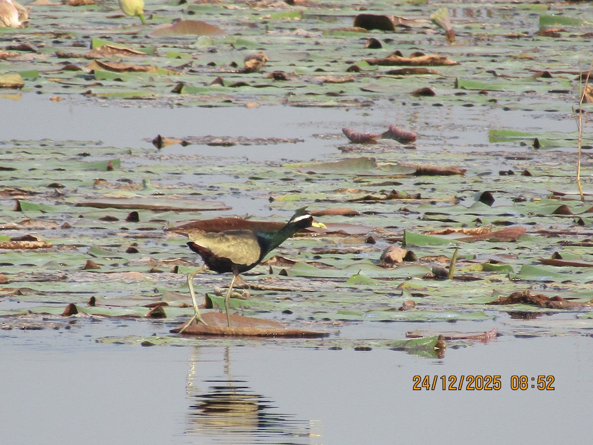 Jacana bronzé - ML647754479