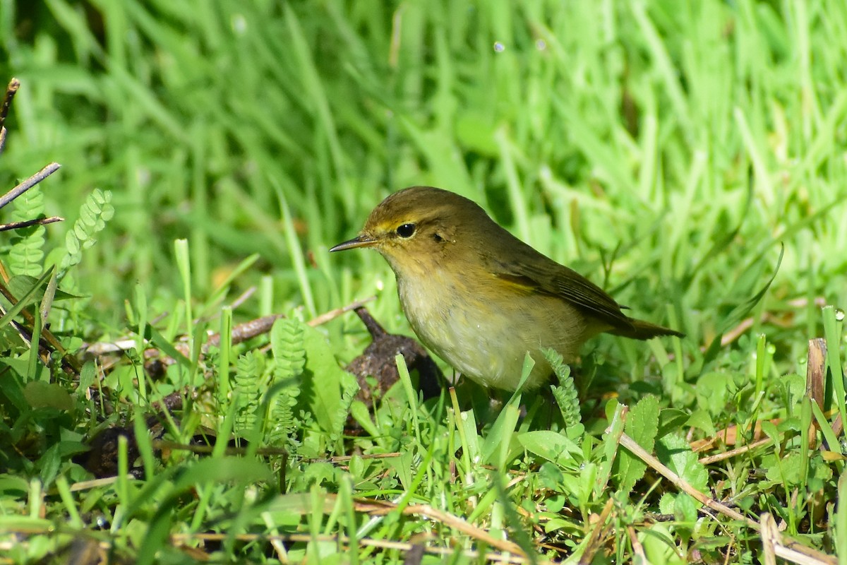 Pouillot véloce - ML647754480