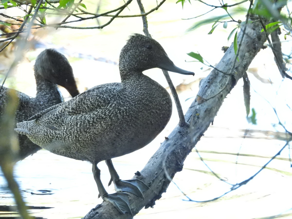 Stictonette tachetée - ML647754481