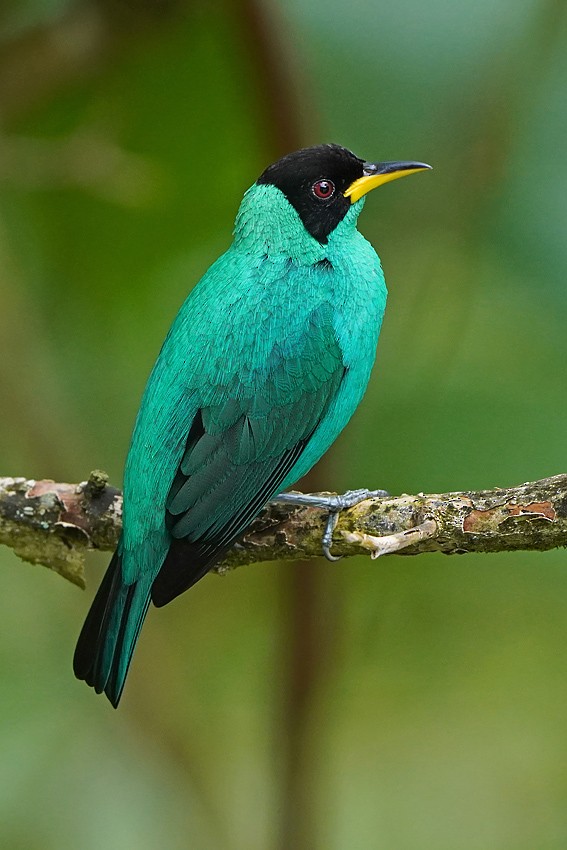 Tangara émeraude - ML647754482