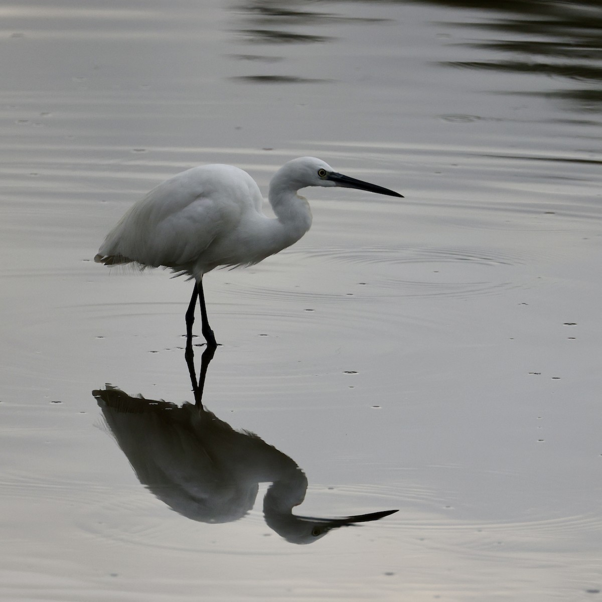 Aigrette garzette - ML647754483